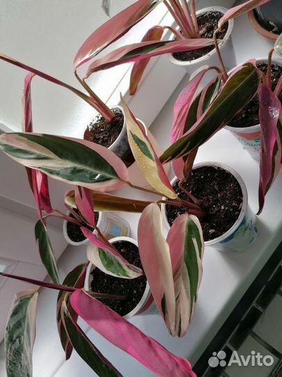 Строманта триколор