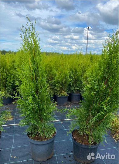 Туя Смарагд из питомника/Оптом
