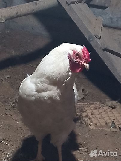 Петух 7 месяцев