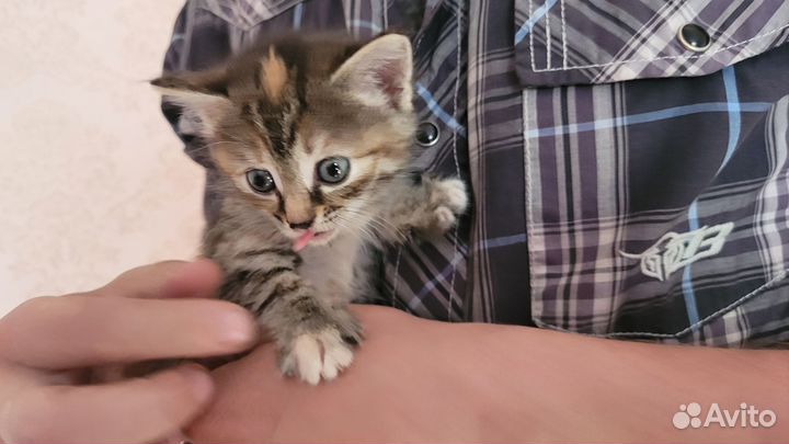 Самые милые котята в мире - бесплатно