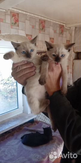 Кошечку отдам в добрые руки бесплатно