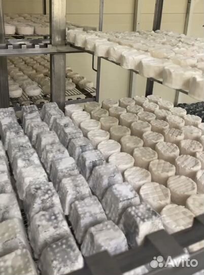 Технолог-сыровар