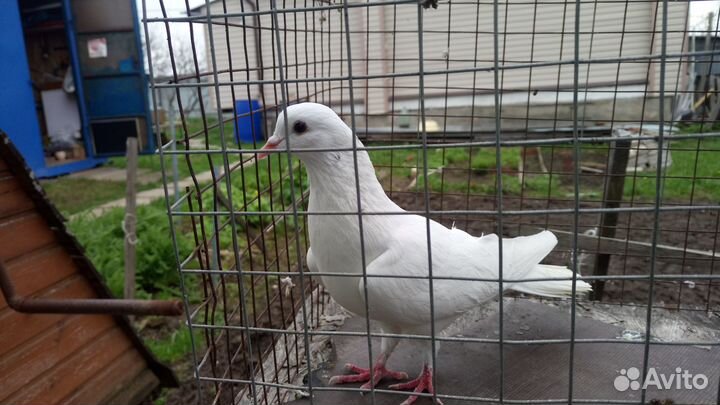 Бакинский голубь продажа. обмен