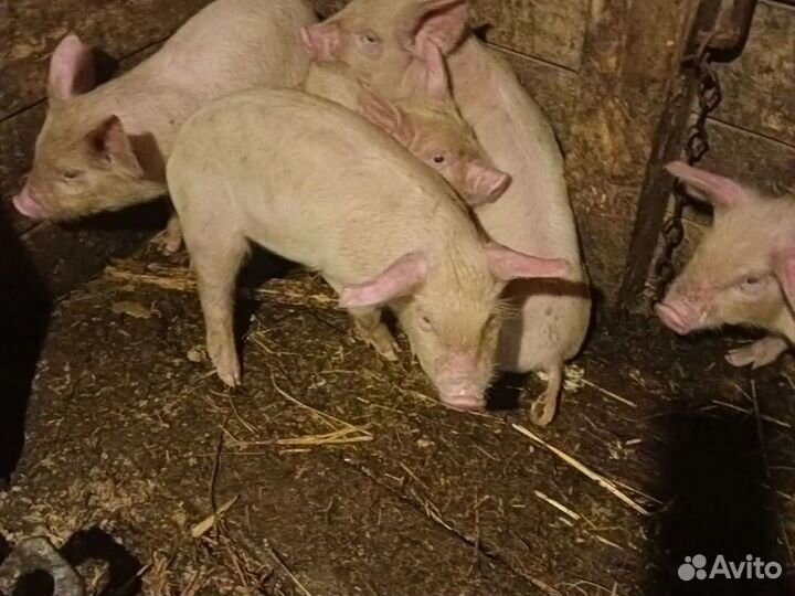 Бычок,хряк и свиноматки,поросята