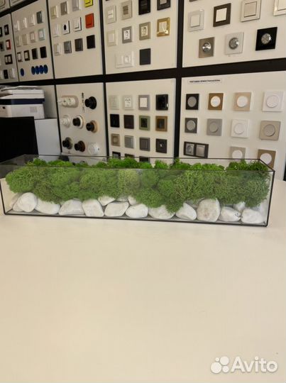 Моссариум в наличии