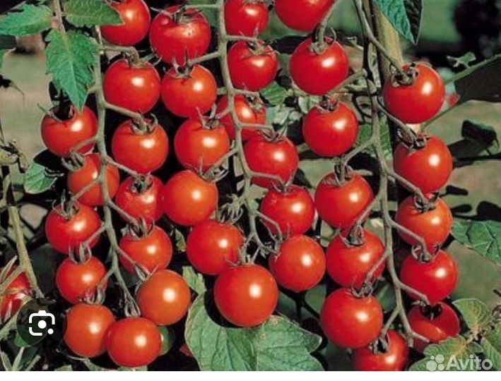 Помидор на окне круглый год