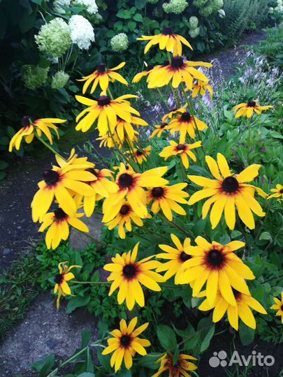 Многолетники