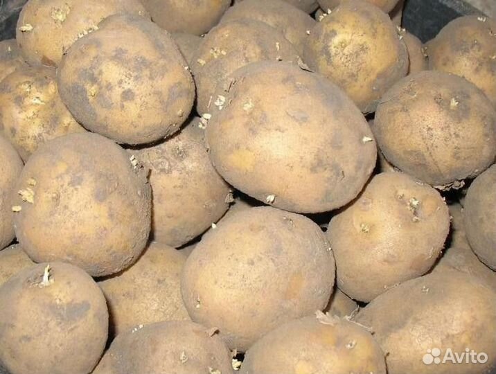 Семенной картофель riviera, галла, калумба