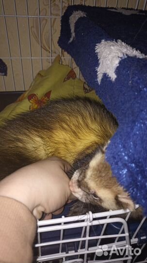 Хорек вязка