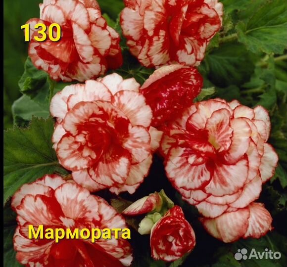 Бегония, клубни