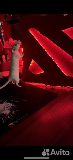 Крысы декоративные