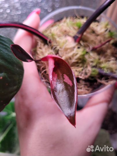 Филодендрон Pink Queen