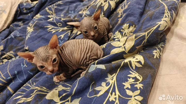 Донской сфинкс