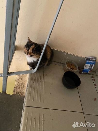 Фаина