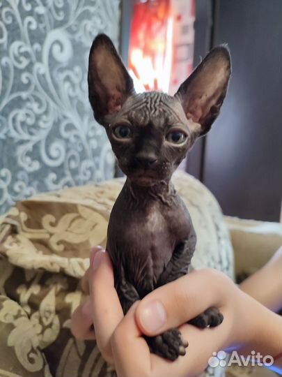 Канадский сфинкс