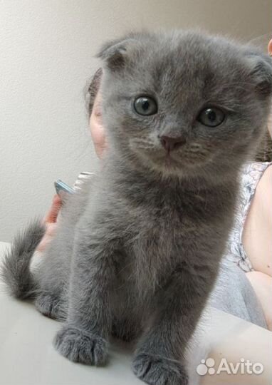 Шотландские вислоухие котята и прямоухие