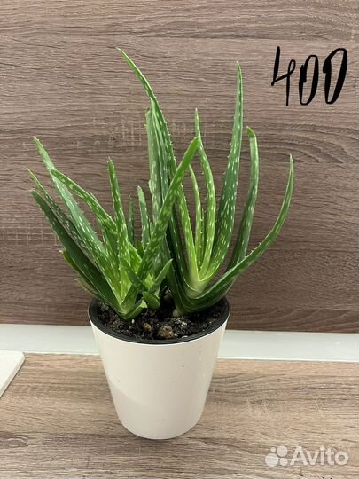 Алоэ комнатное растение цветок