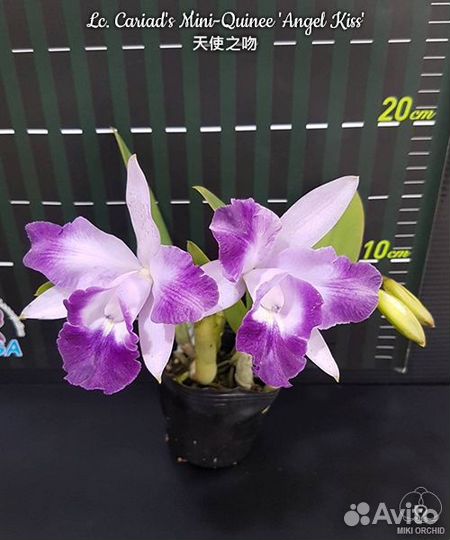 Орхидея Lc. Cariad's Mini-Quinee 'Angel Kiss'