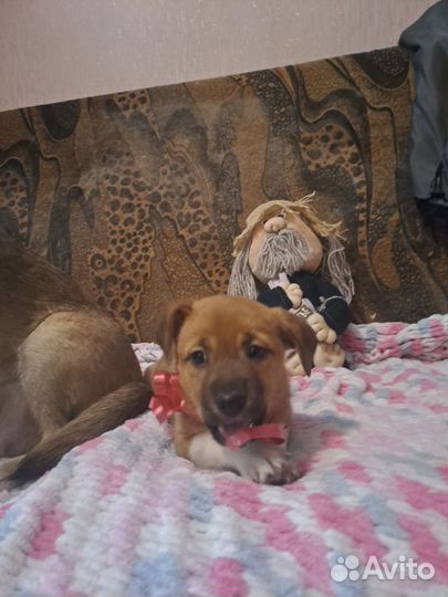 Щенок в поиске дома доставка