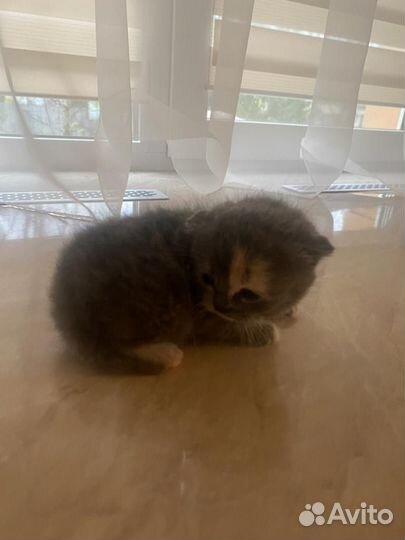 Шотландские котята