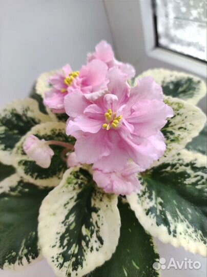 Фиалка листики