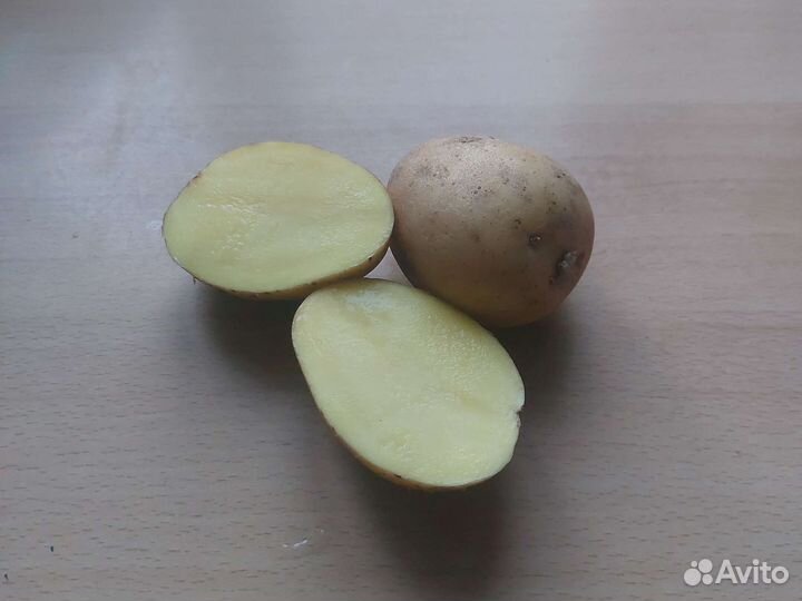 Семенной картофель