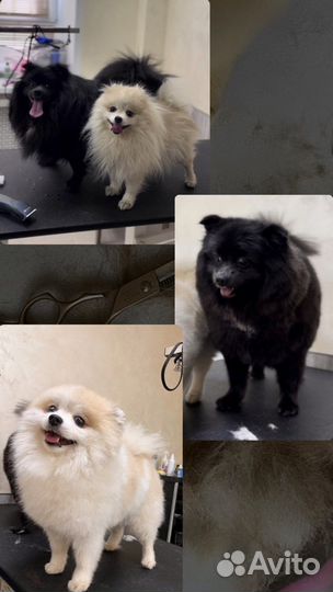 Услуги грумера/Стрижка собак