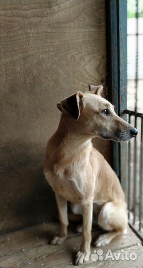 Марка хочет домой