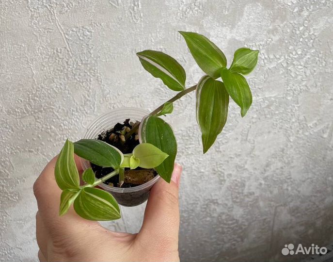 Набор комнатных растений