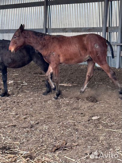 Къ жеребята