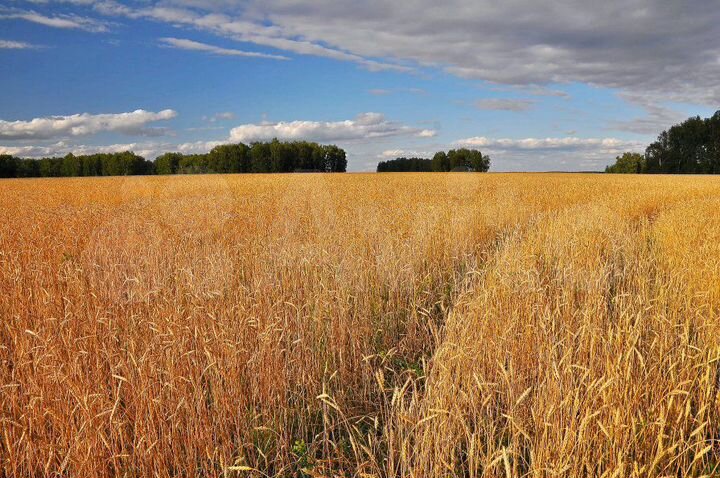 Участок 350 га (СНТ, ДНП)