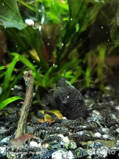 Сомики анциструсы