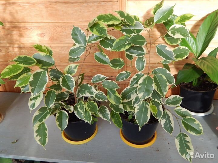 Фикус Кинки. Фикус каучуконосный и др фикусы