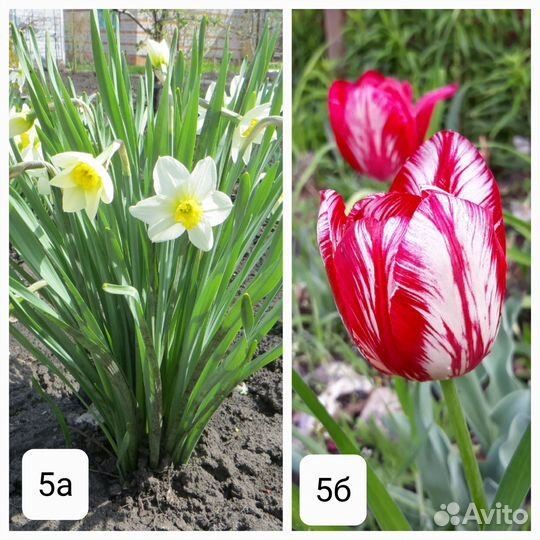 Многолетние цветы для дома и дачи