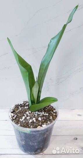 Сансевиерии, фикус