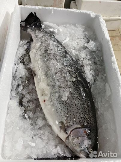 Форель охлажденная непотрошенная