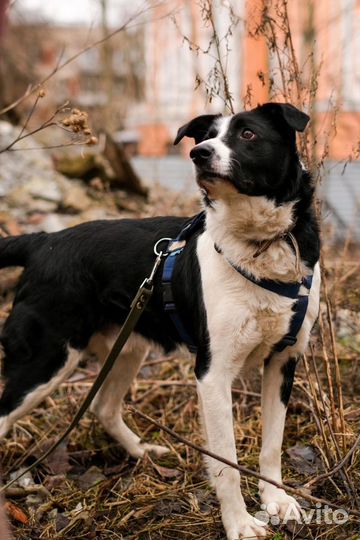 Собаки из приюта: Ландер ищет дом