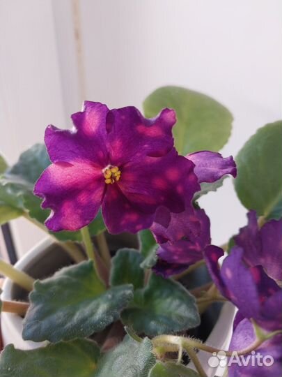 Фиалка сортовая, лист на срез