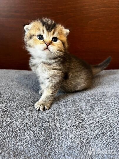 Шотландские котята