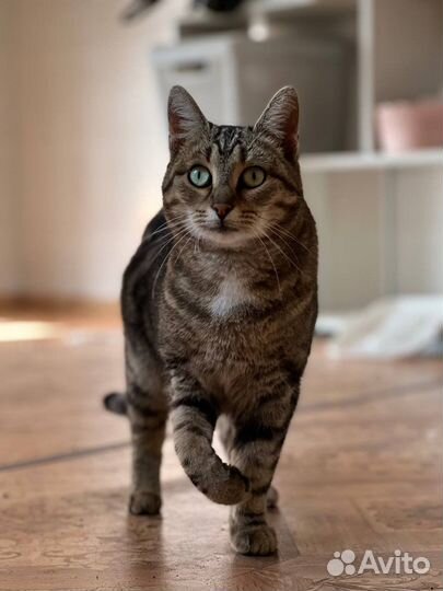 Кошка Алюта ищет семью