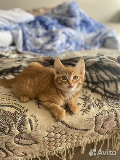 Отдам в добрые руки