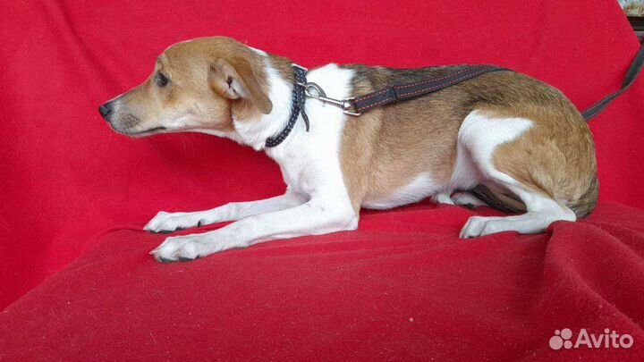 Собачки в добрые руки