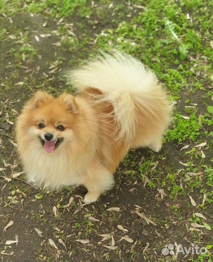 Вязка кобель немецкий малый шпиц