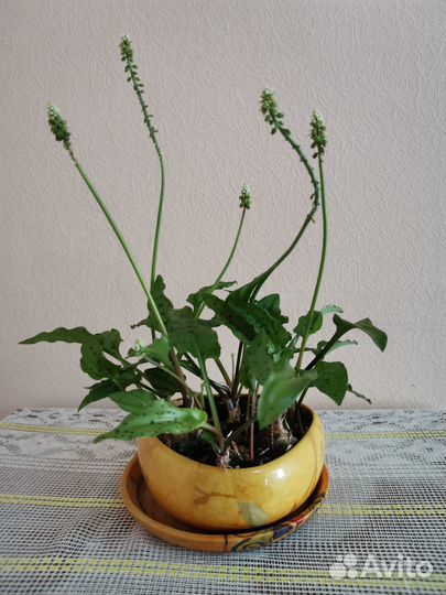 Комнатное растение дримиопсис