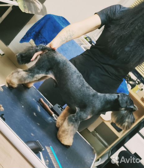 Салон красоты для животных 
