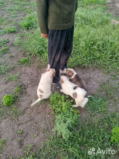 Среднеазиатская овчарка