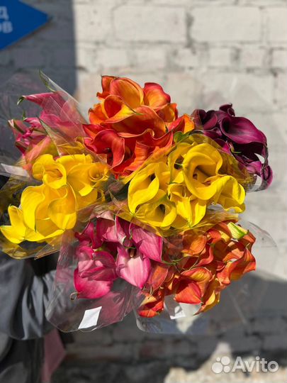 Оптом калла