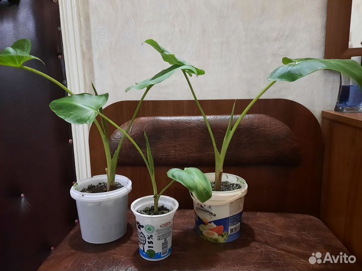 Калла эфиопская