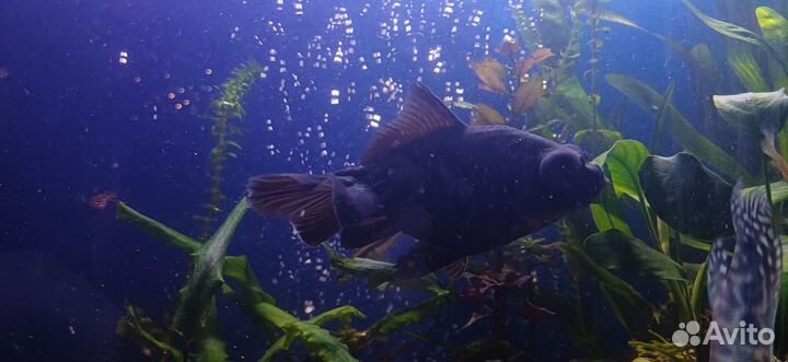 Рыба телескоп