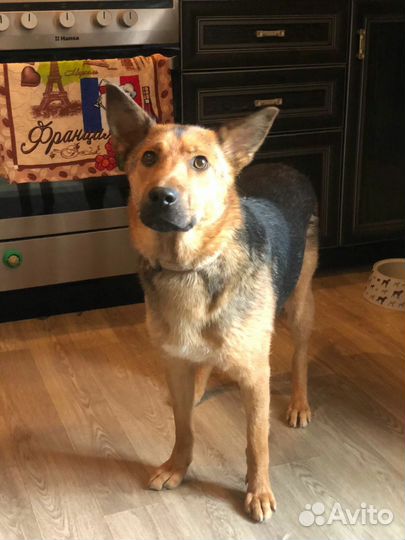 Собака Перси ищет дом